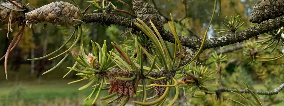 ilgasis_detokso_savaitgalis ilgasis_detokso_savaitgalis